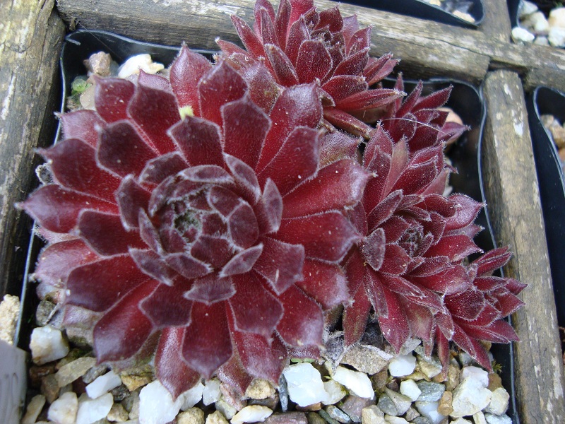 Ilonka