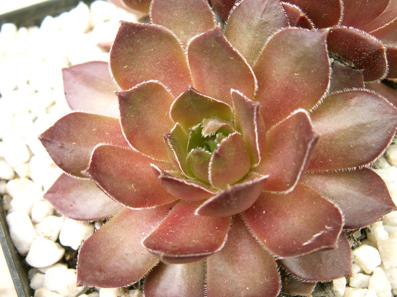 Juliane