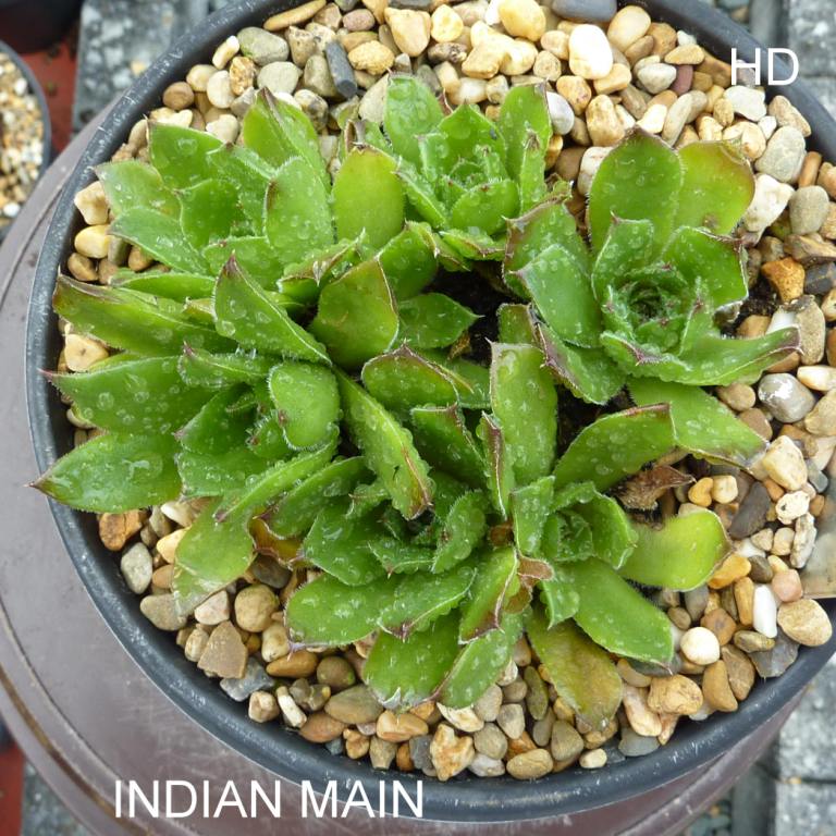Indian Main / Jovi