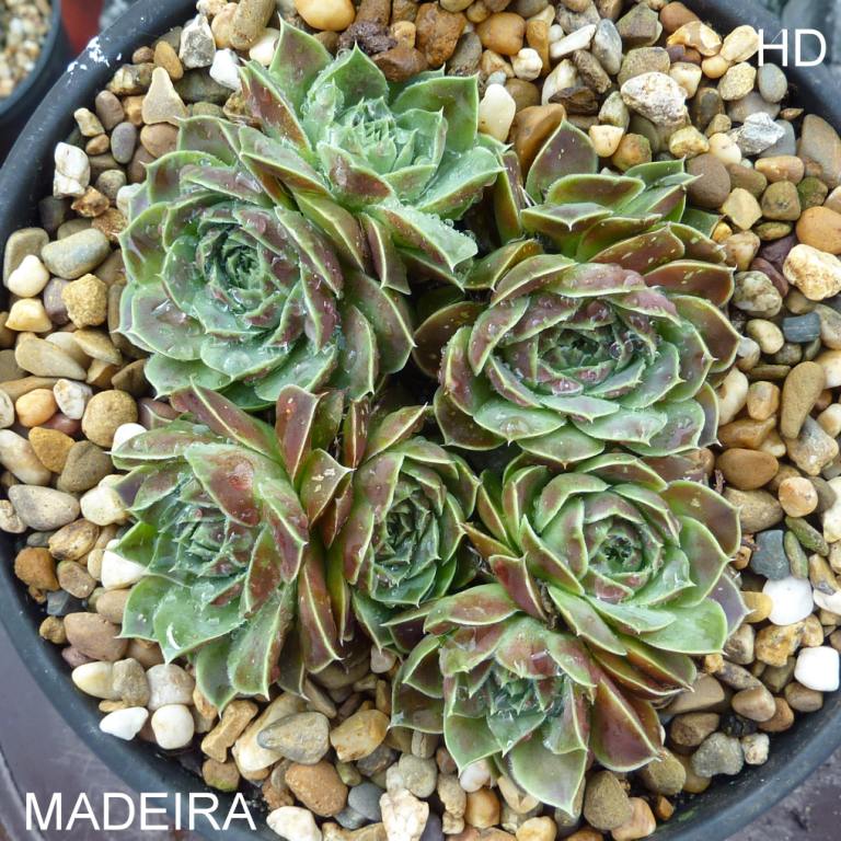 Madeira / Jovi