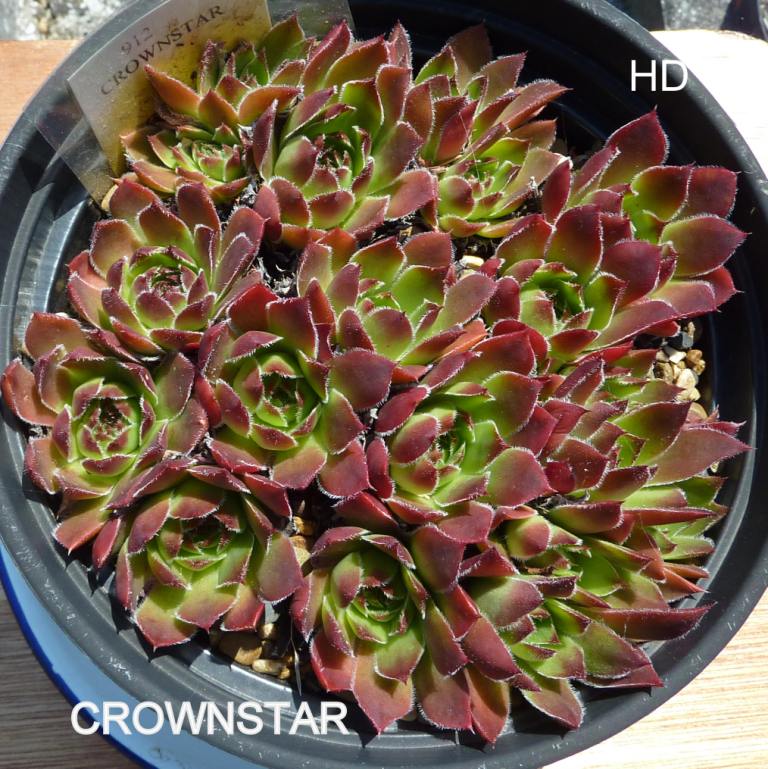 Crownstar / Jovi