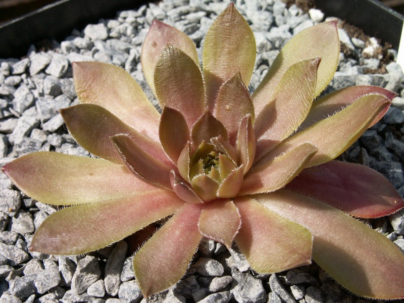 Juliane
