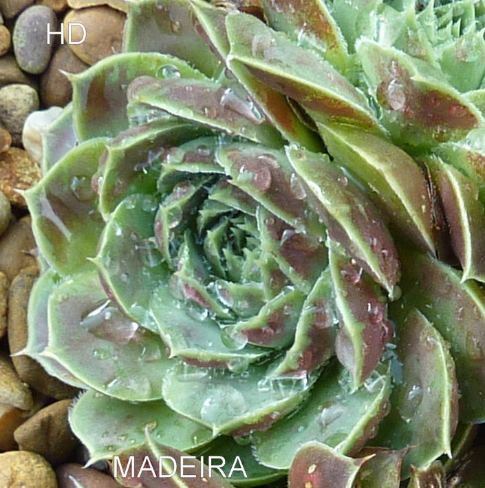 Madeira / Jovi