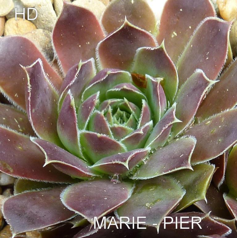 Marie-Pier / Jovi
