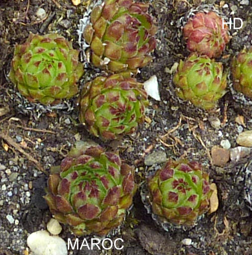 Maroc