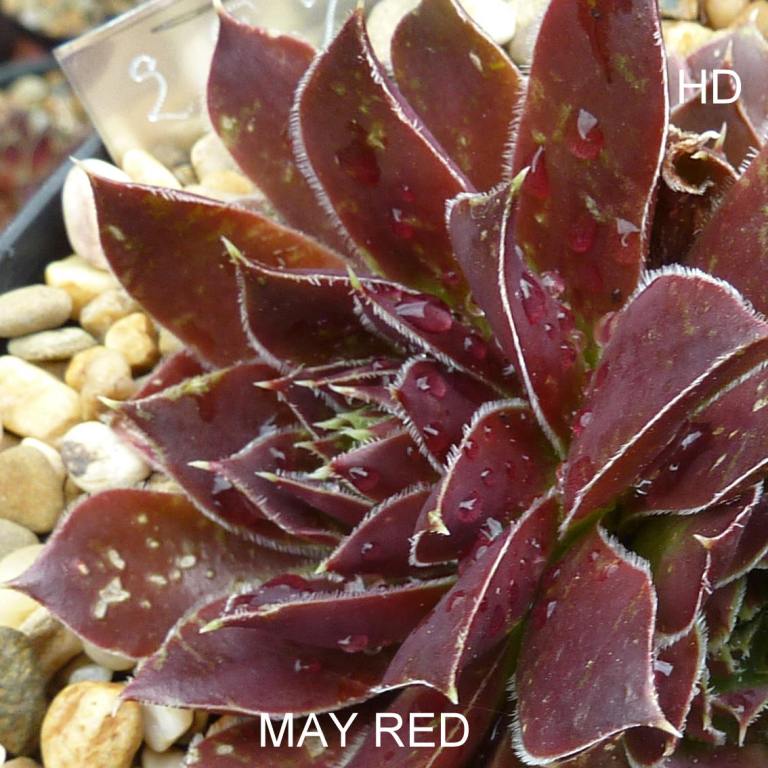 May Red / Jovi