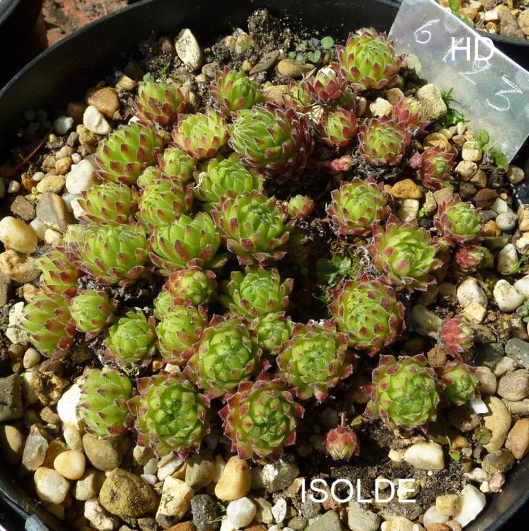 Isolde