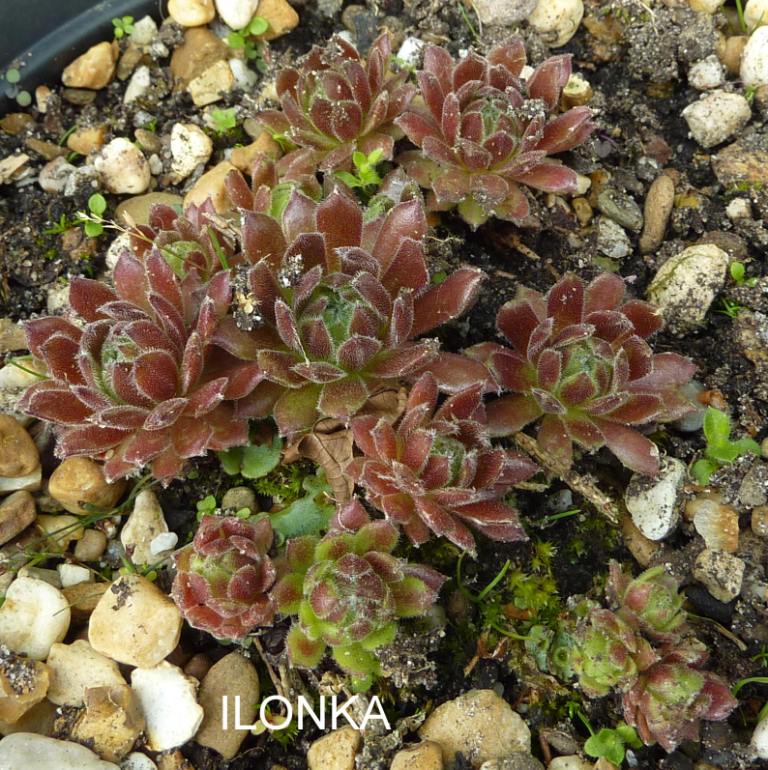 Ilonka
