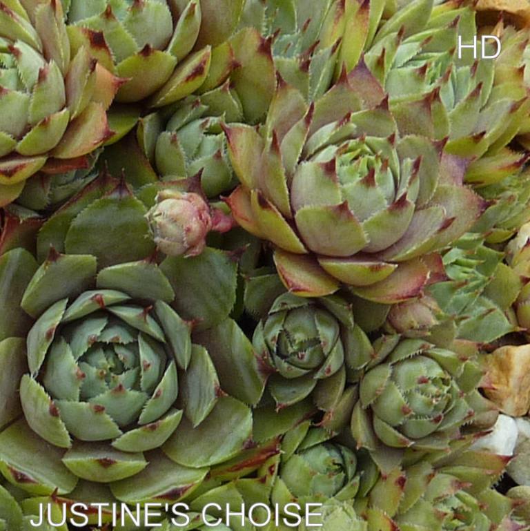 Justine's Choice