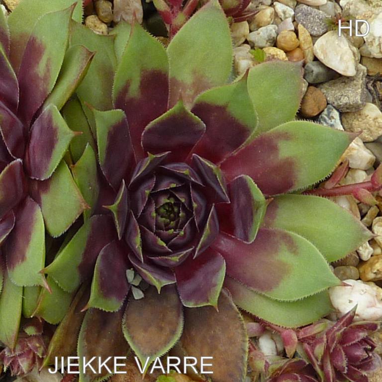 Jiekke Varre