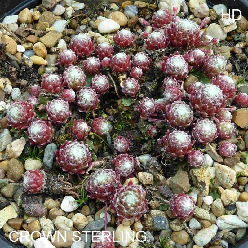 Crown Sterling ( II )