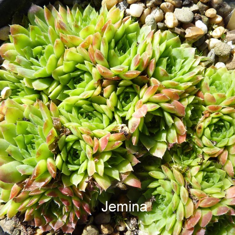 Jemina / Jovi