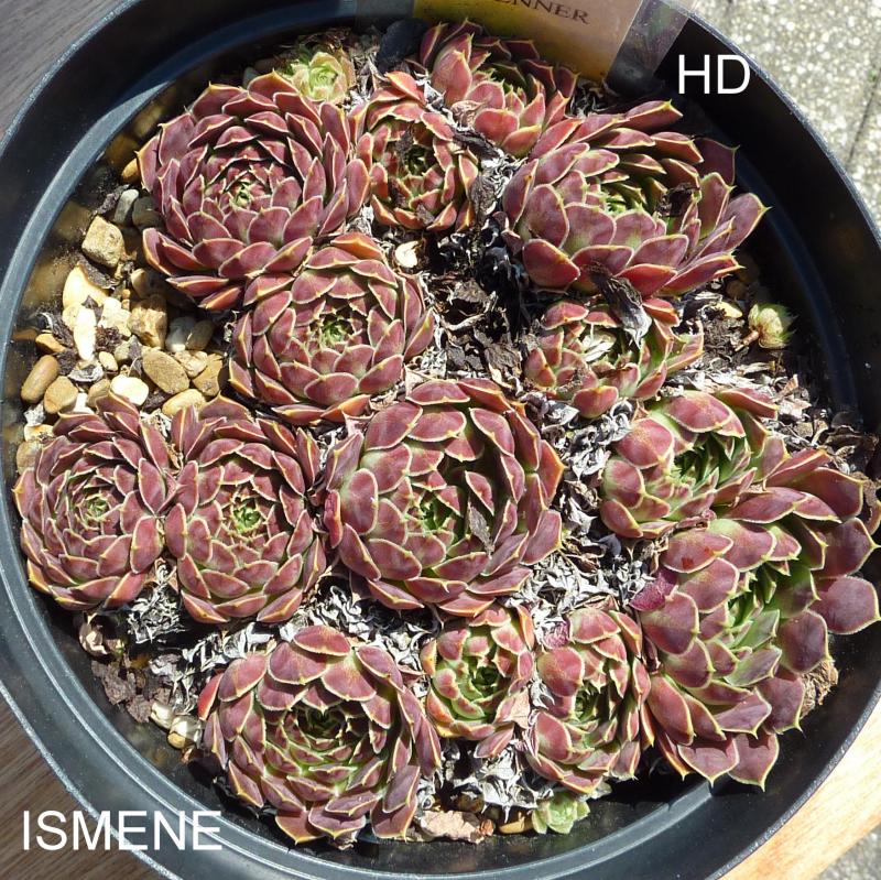 Ismene / Jovi
