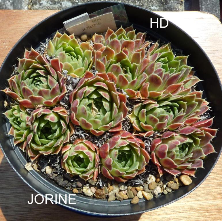 Jorine / Jovi