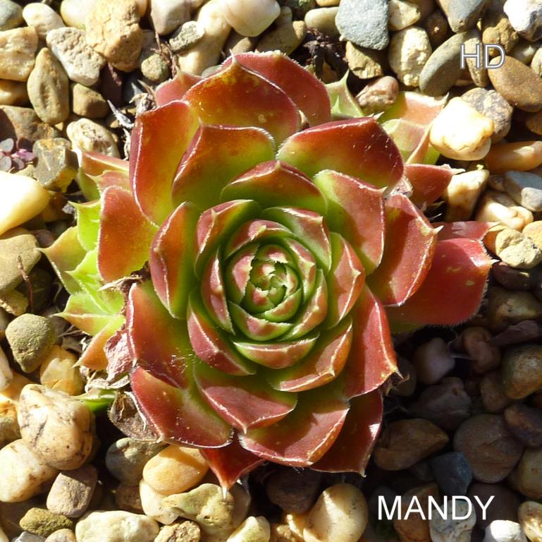 Mandy / Jovi
