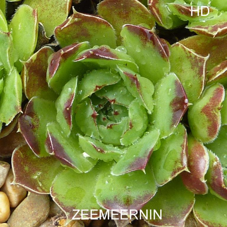 Zeemeernin / Jovi