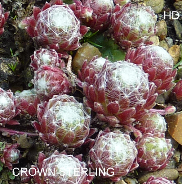 Crown Sterling ( II )
