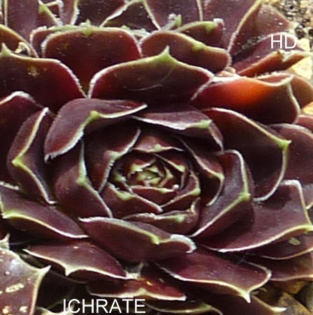 Ichrate / Jovi