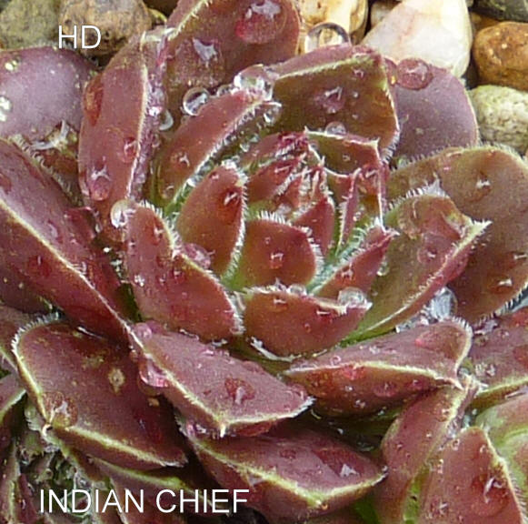 Indian Chief / Jovi