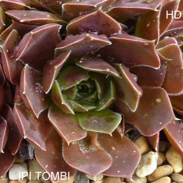 Ipi Tombi / Jovi