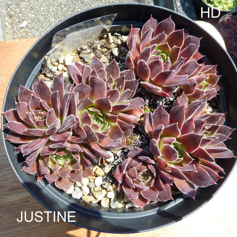 Justine / Jovi