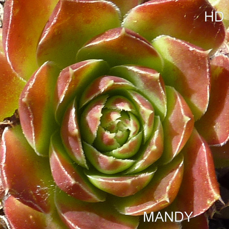 Mandy / Jovi