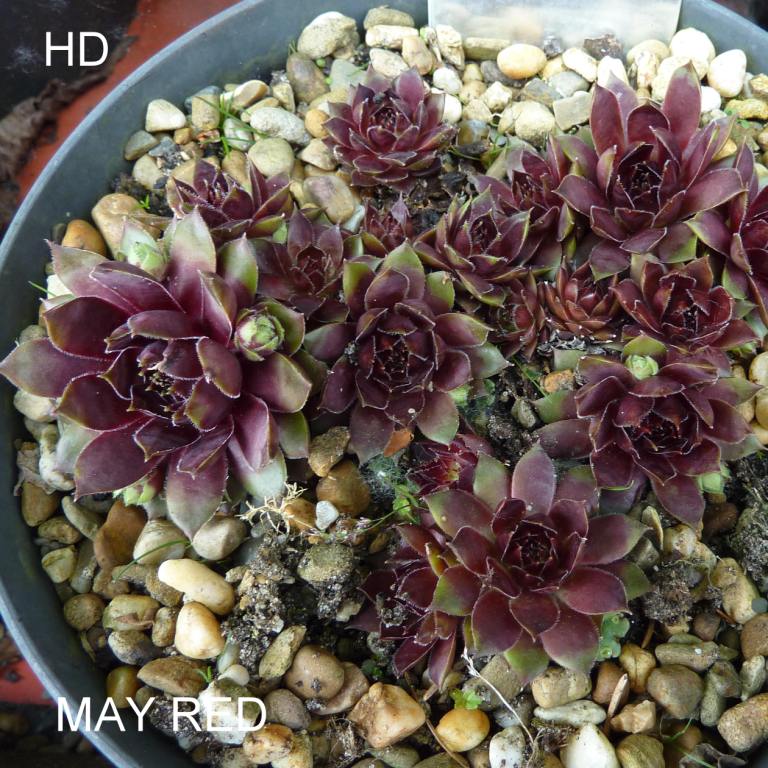 May Red