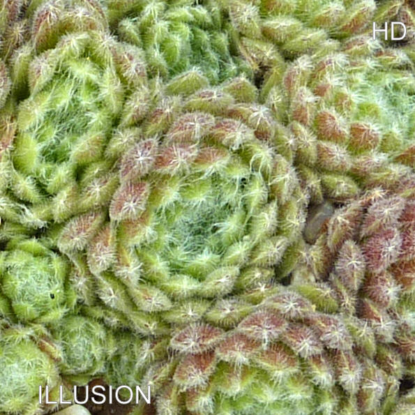 Illusion