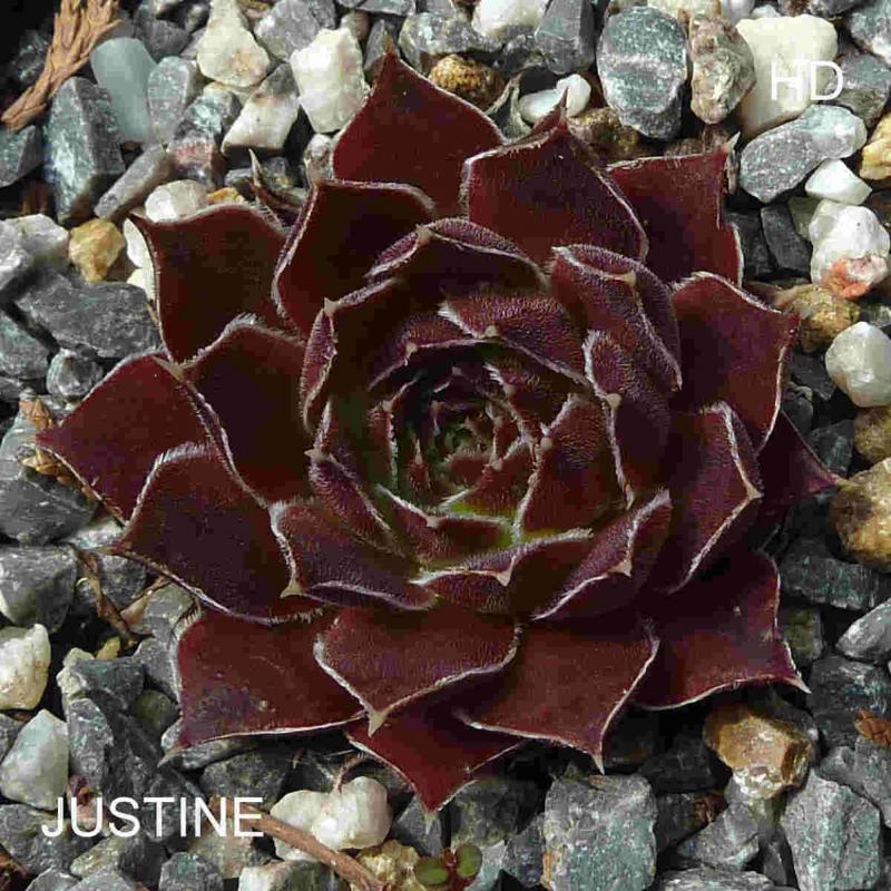 Justine / Jovi