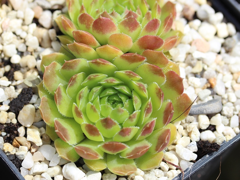 Jemina / Jovi