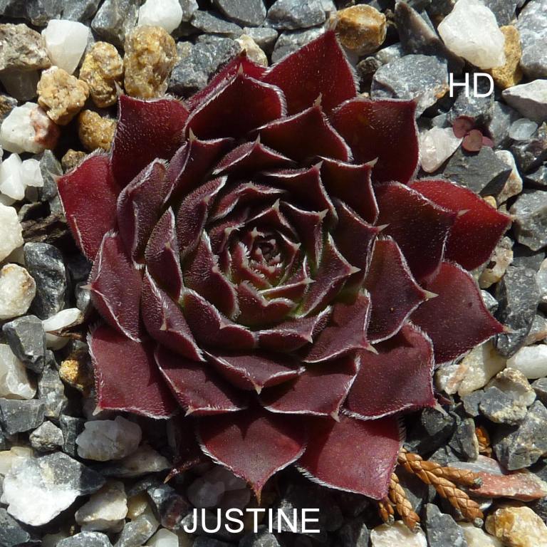 Justine / Jovi