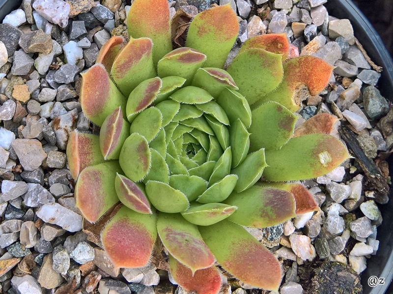 Jemina / Jovi