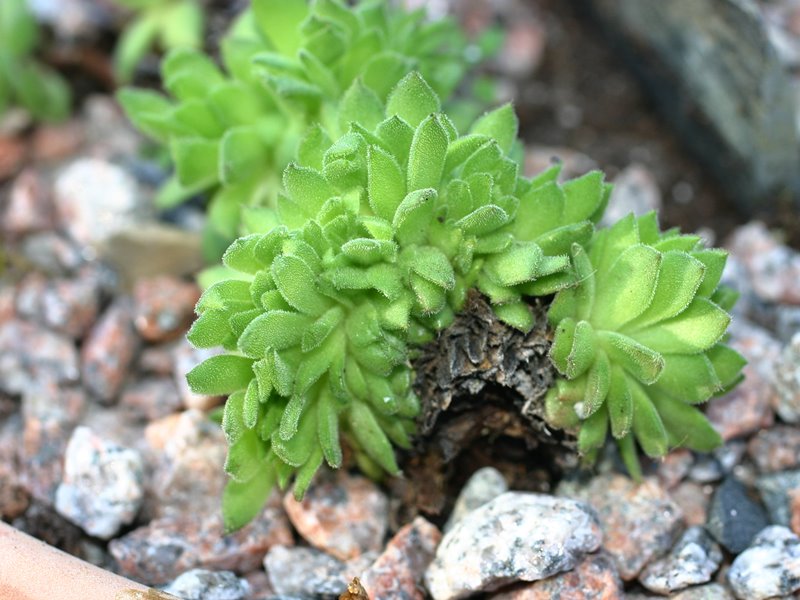 Fasciatum
