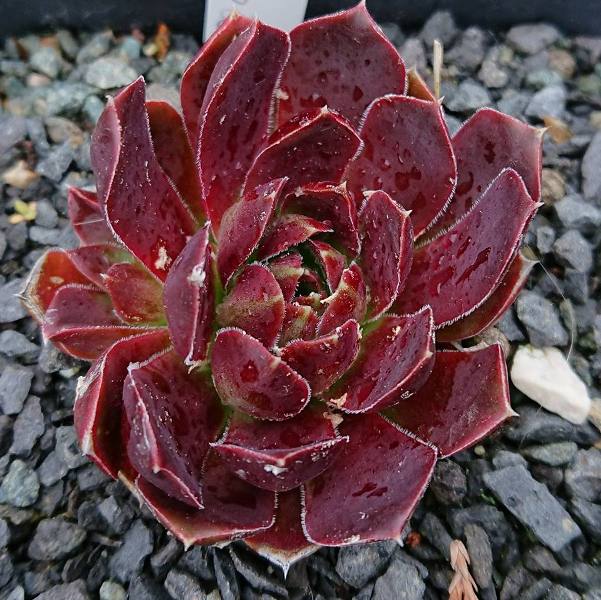 Iparia / Jovi