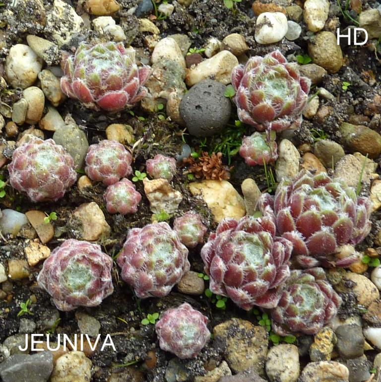 Jeuniva