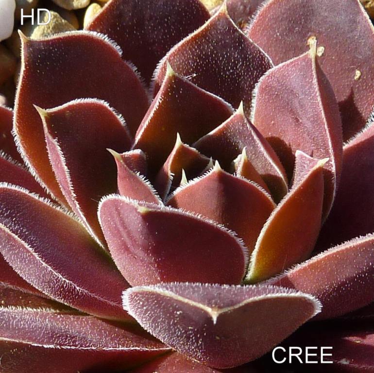 Cree / Jovi