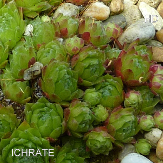 Ichrate
