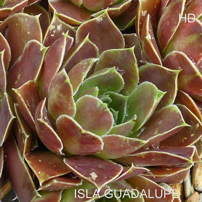 Isla Guadalupe / Jovi