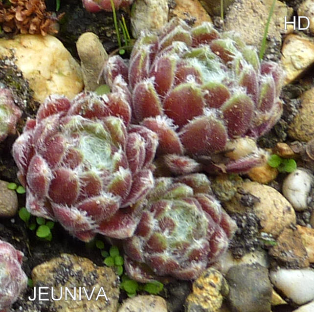 Jeuniva