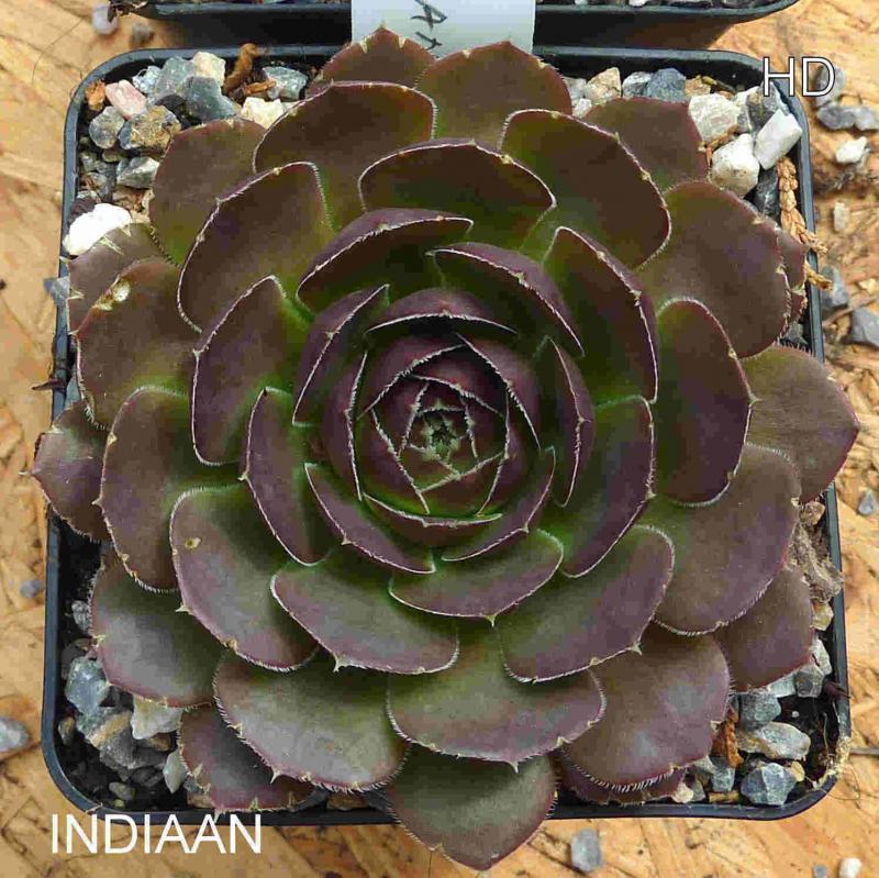 Indiaan / Jovi