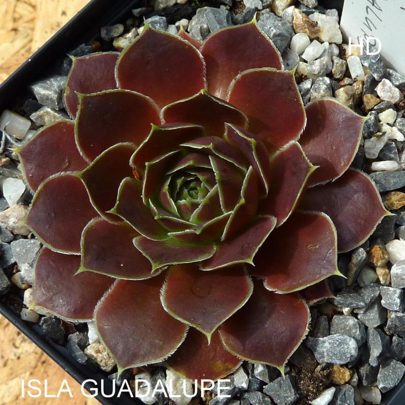 Isla Guadalupe / Jovi