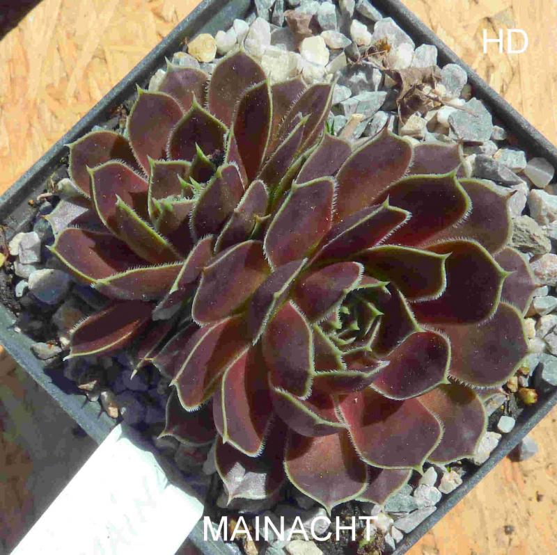 Mainacht / Jovi