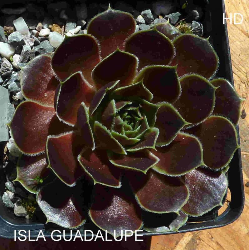 Isla Guadalupe / Jovi