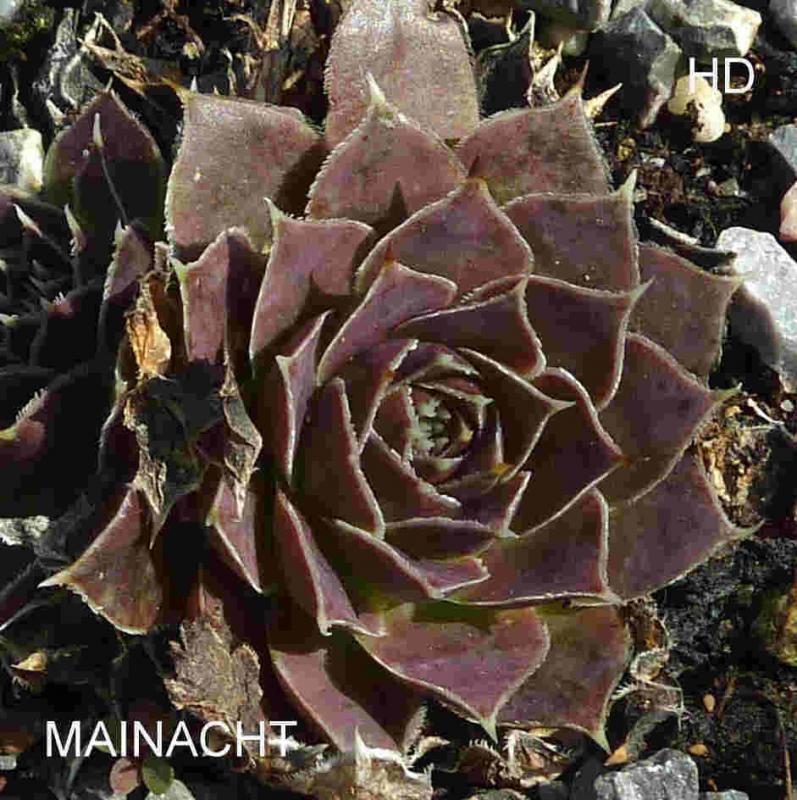 Mainacht / Jovi
