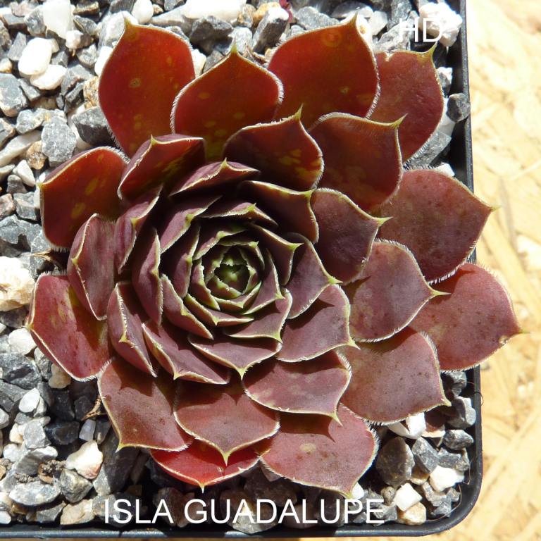 Isla Guadalupe / Jovi