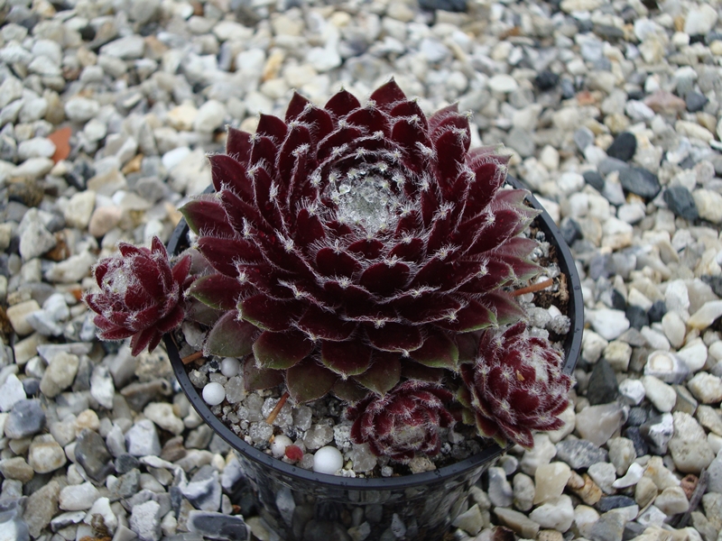 Iced Burgundy