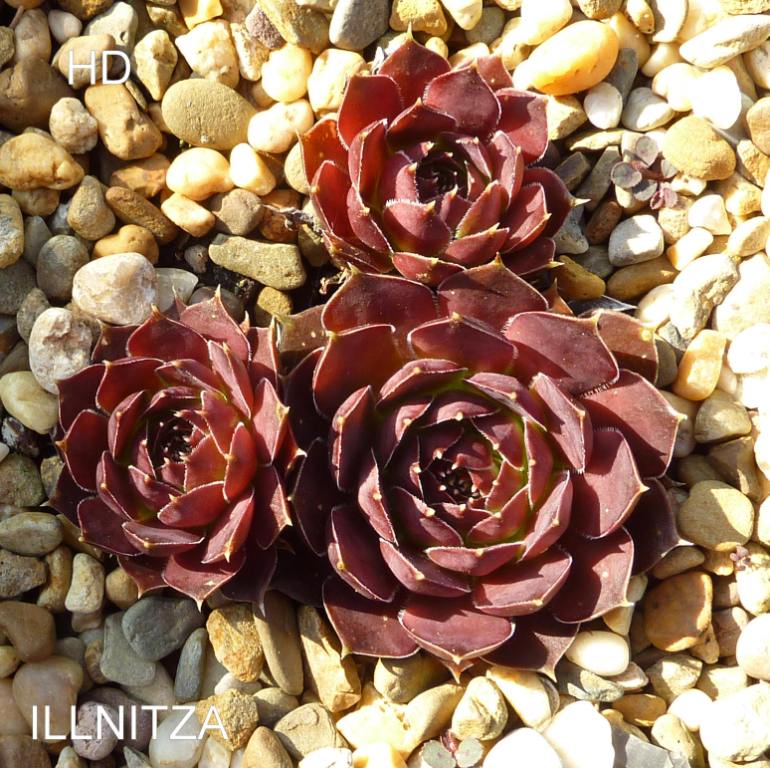 Illinitza / Jovi