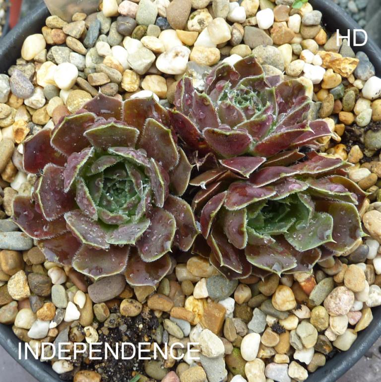 Independence / Jovi