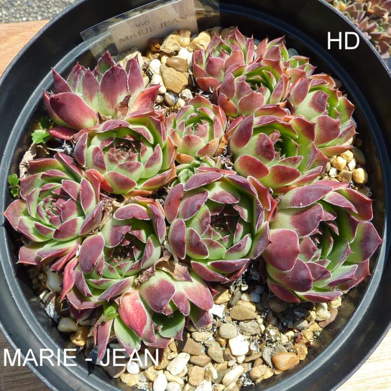 Marie-Jean / Jovi