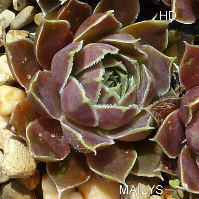 Mailys / Jovi